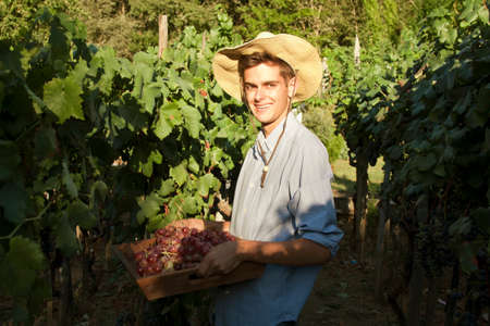 farmer picking grapes in the vineyard, vintage