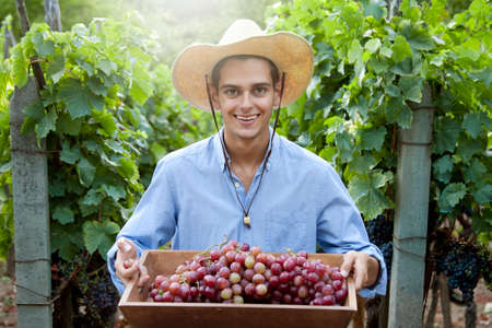 farmer harvesting the grapes in the vineyard