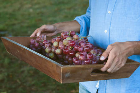 hands harvesting grapes