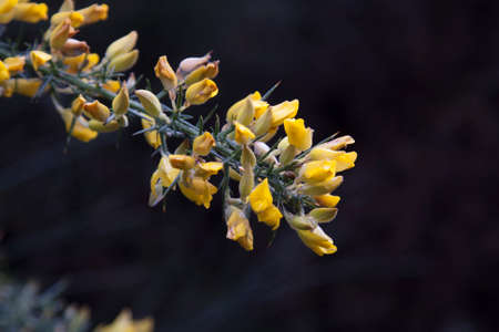 the tojo, ulex europaeus flower branchの写真素材