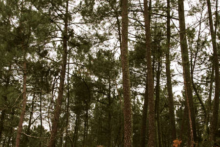 forest pines, spain, galicia