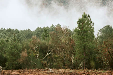 forest in fogの写真素材