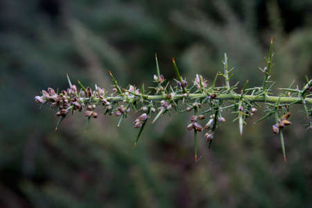 the tojo, ulex europaeus flower branchの写真素材