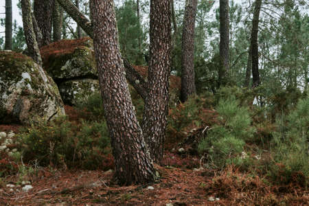 with the pine forest landscapeの写真素材