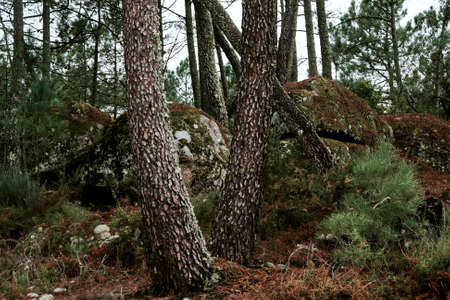 pine forest landscapeの写真素材