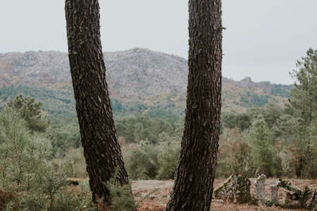 pine forest landscapeの写真素材