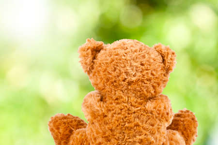back on green background teddy bearの写真素材