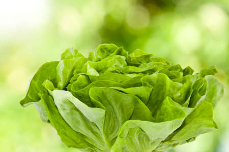 fresh lettuce on a natural green background out of focusの写真素材
