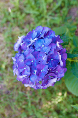 flowers of the hydrangea blooming in the garden outdoors