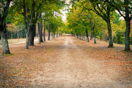 autumn forest landscapeの写真素材
