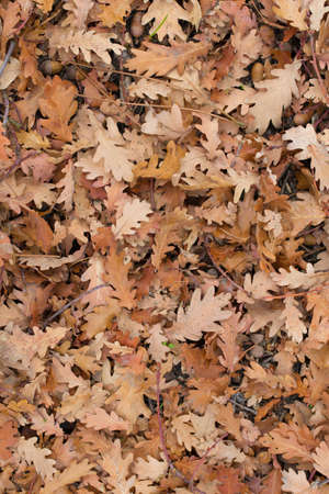 leaves of the forest in autumn