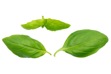 fresh basil isolated in white backgroundの写真素材
