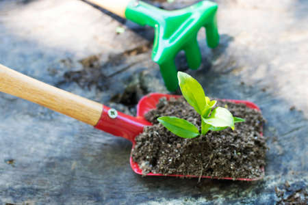 gardening tools and young potted plant