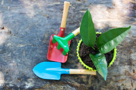 plant in the flowerpot and gardening toolsの写真素材