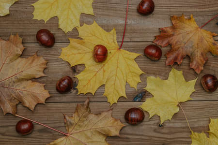 chestnuts with autumn leaves and rustic woodの写真素材