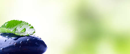 stone with leaf, spa conceptの写真素材