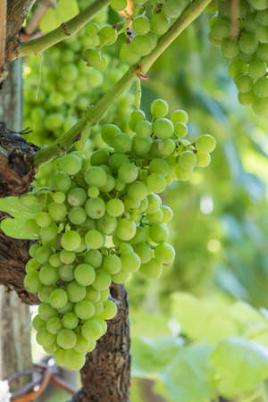 clusters of green grapes in the vineyard