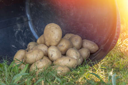 potatoes in the cauldron of harvest, agriculture