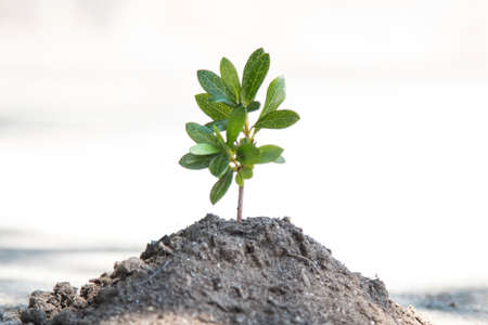 young tree or plant growing on the ground
