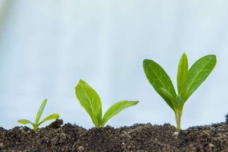 young plant or tree growth sequence