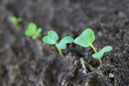 sequence of plants growing in the ground outdoors
