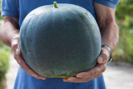 hands of the farmer with the harvest watermelon in the handsの写真素材