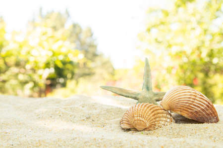 more shells in the sand on the beach, landscape