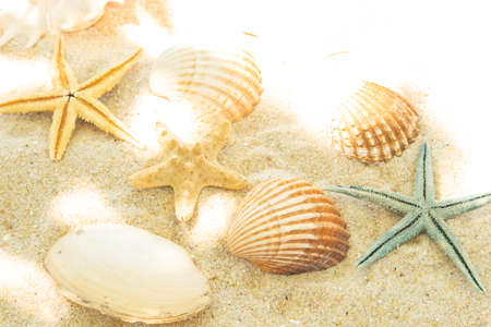 more shells in the sand on the beach, landscape