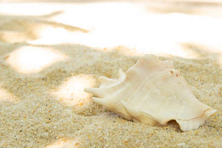 more shells in the sand on the beach, landscapeの写真素材