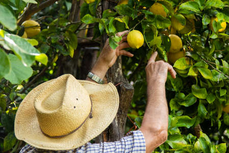 farmer harvesting lemons in the fieldの写真素材