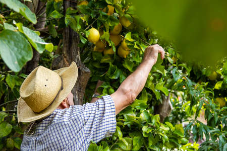 farmer harvesting lemons in the fieldの写真素材