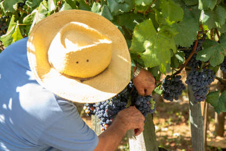 farmer working in the vineyard harvesting the grapes