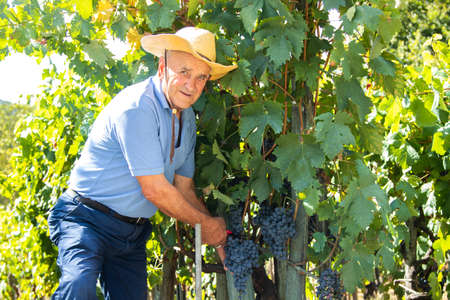 farmer working in the vineyard harvesting the grapes