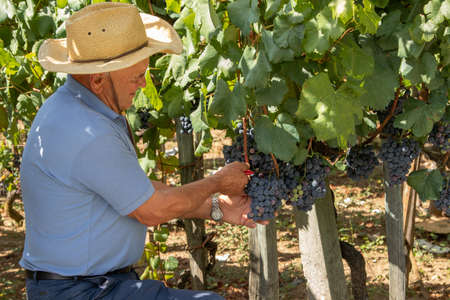 farmer working in the vineyard harvesting the grapes