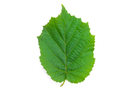 natural hazelnut leaf isolated on white background