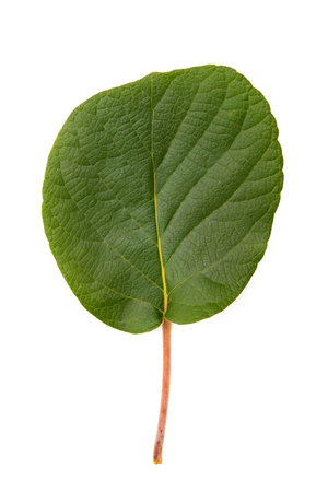 natural kiwi leaf isolated on backgroundの写真素材
