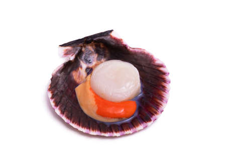 fresh galician scallop isolated on background with copy