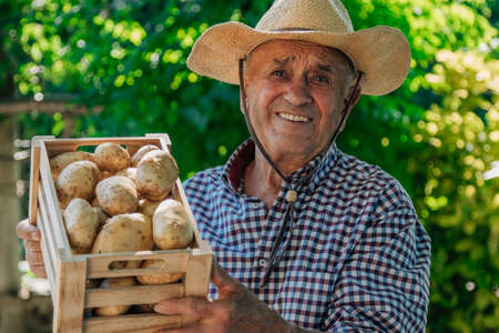 senior farmer with box of potatoes from harvest in field or orchardの写真素材