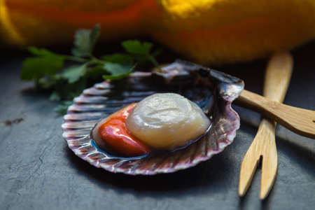 scallops or natural scallops in the shell on a stone plate
