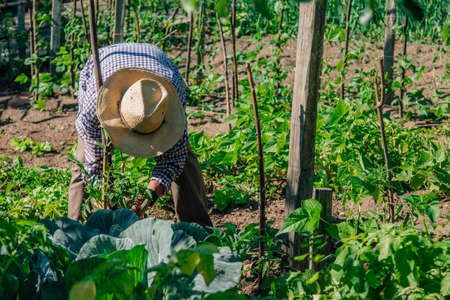 man cultivating working in the garden or in the fieldの写真素材