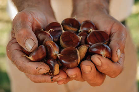 hands with natural autumn chestnutsの写真素材