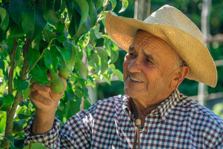farmer with fruit trees in the field or orchard