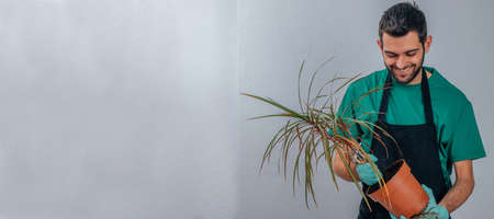 gardener transplanting the houseplant, gardeningの写真素材