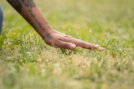 hand stroking the grass in summerの写真素材
