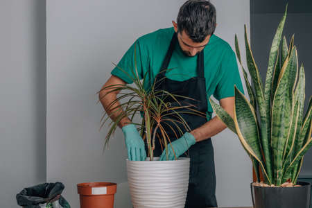 gardener transplanting indoor plants from pot