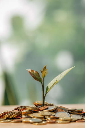 coins piled with young sprout of plantの写真素材