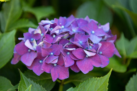 natural flowering of hydrangea on the plant