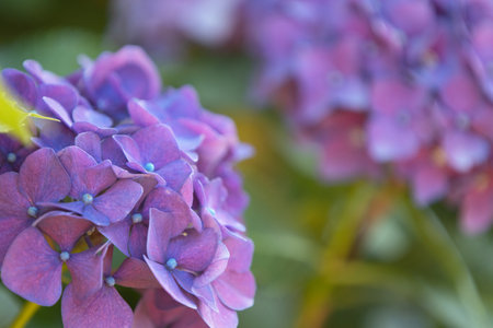 natural flowering of hydrangea on the plant