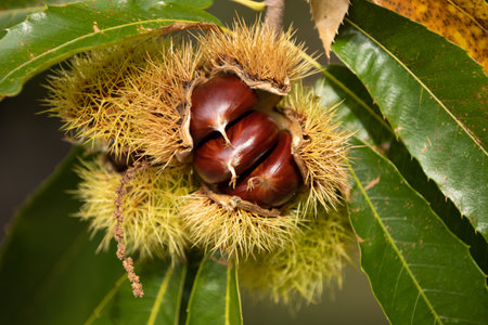 chestnuts on the tree in autumnの写真素材