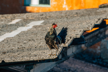 outdoor rooster, domestic farm animals